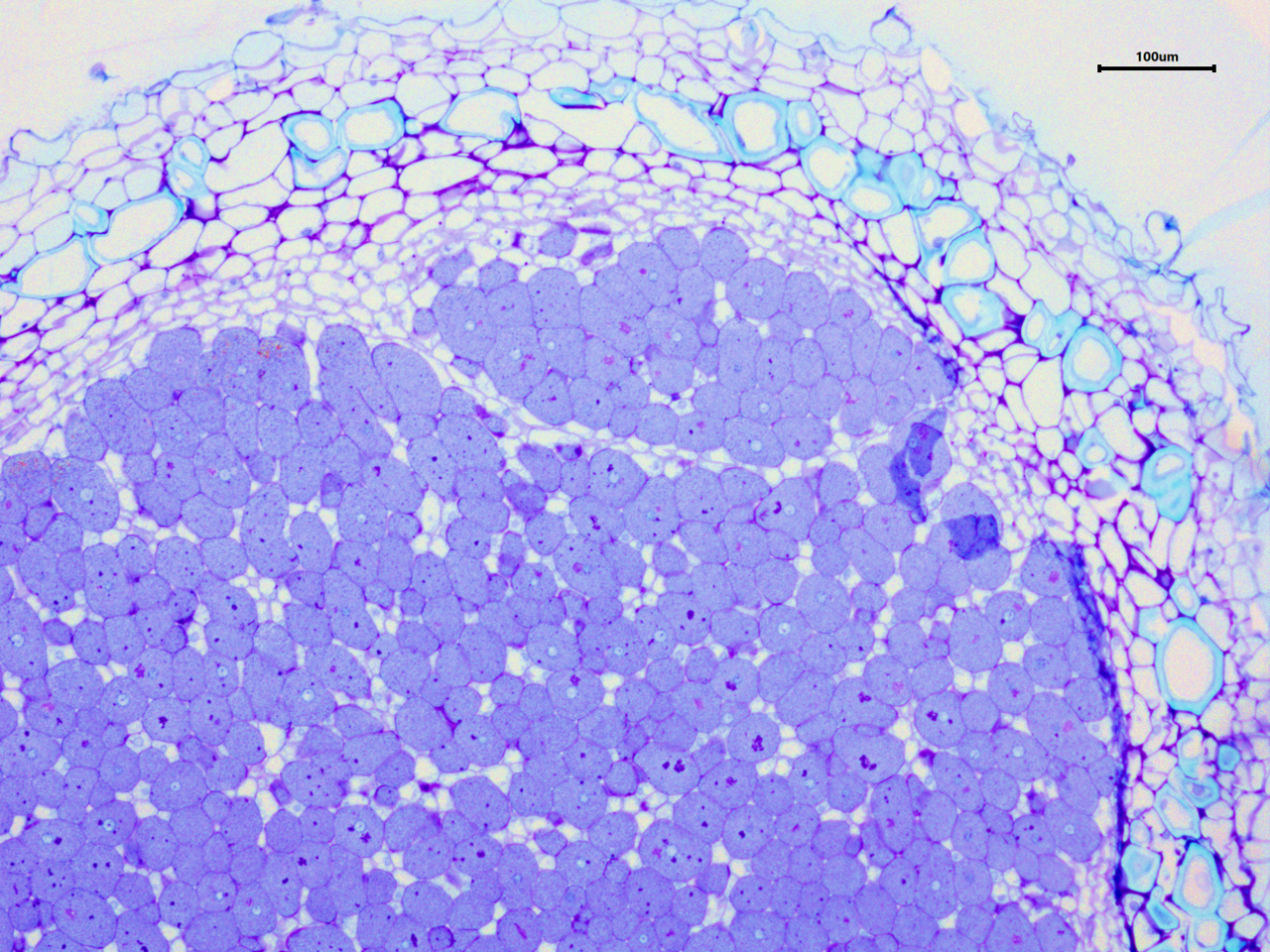 Climate-adapted rhizobia bacteria