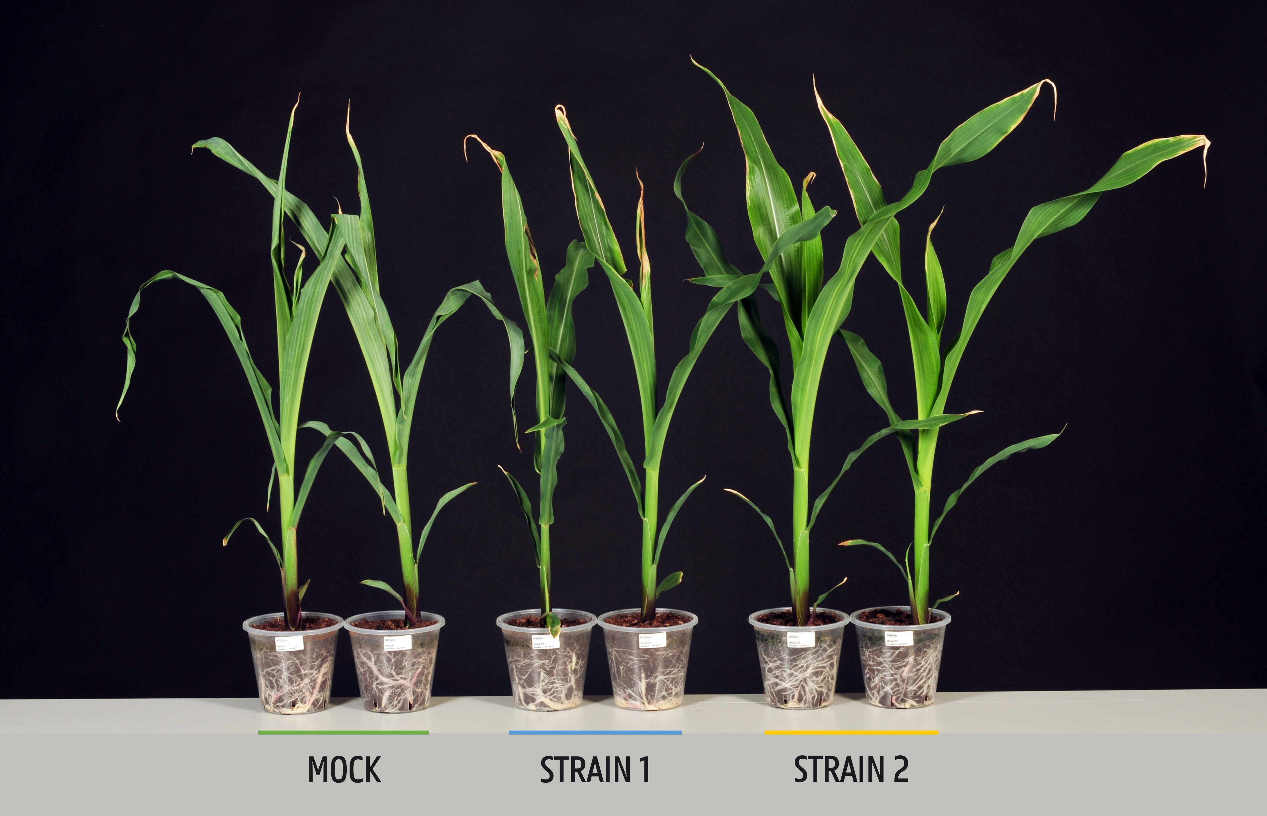 Plant growth promoting rhizobacteria