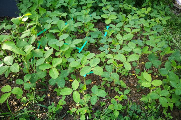 Figure 4: Growth set-up for soybean in the garden of a participant of the 'Soy in 1000 gardens' project.