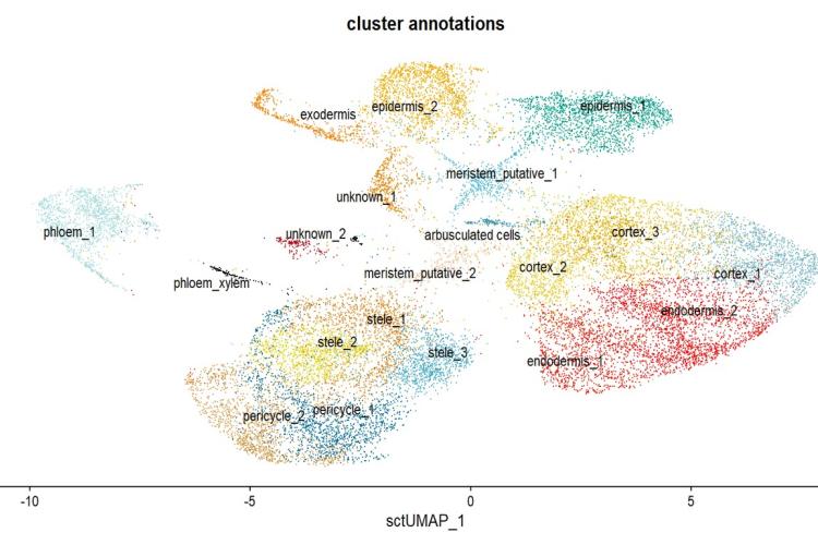 Figure 2: UMAP displaying different cell clusters of tomato roots colonized by Rhizophagus irregularis. The cluster corresponding to cells housing fungal arbuscules can be seen arising from the cortical cell cluster.