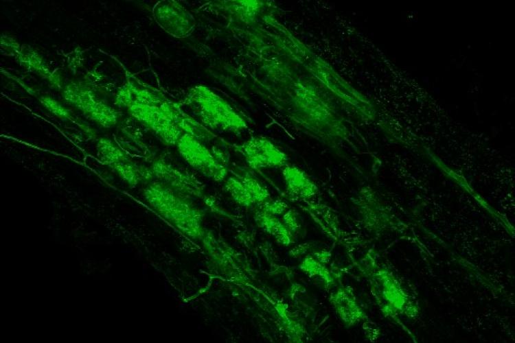 Figure 1: Rhizophagus irregularis colonizing a tomato root and stained with WGA-Alexa Fluor 488. Intraradical hyphae grow inside the root eventually forming arbuscules (highly branched hyphal structures) inside inner cortex root cells where the nutrient exchange between the two symbionts takes place.