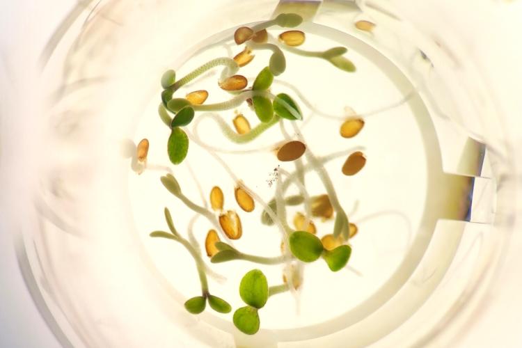 Figure 1: Arabidopsis thaliana seeds in a germination assay