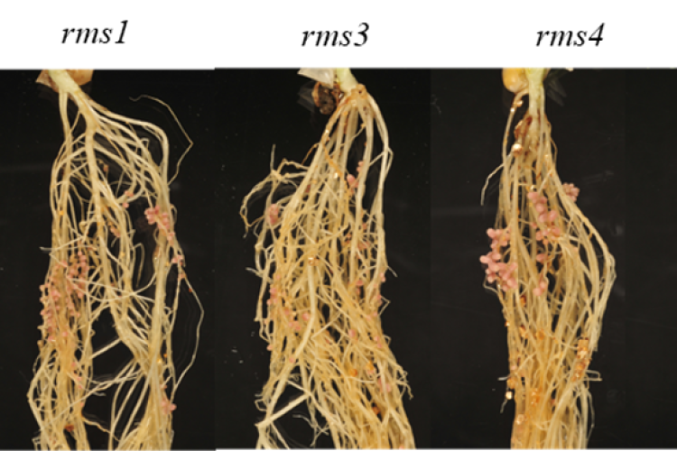 Molecular regulation of the soybean-rhizobia symbiosis