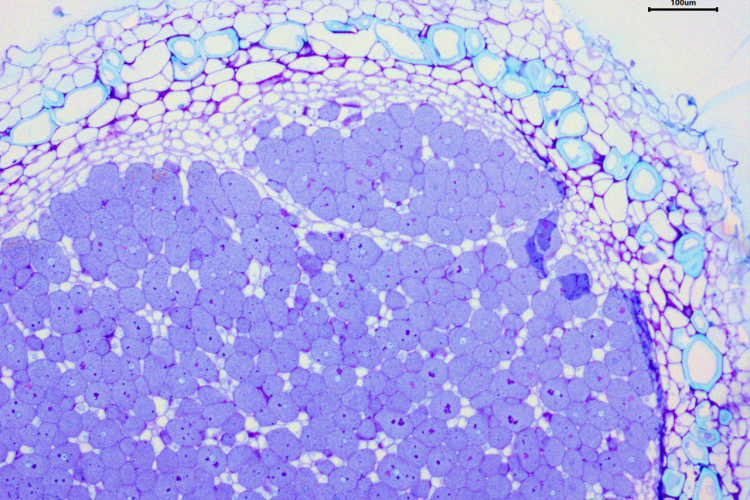 Climate-adapted rhizobia bacteria