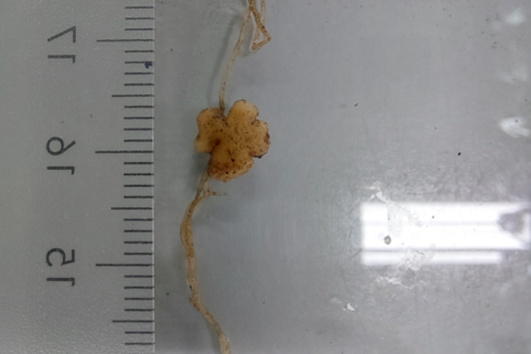 Climate-adapted rhizobia bacteria