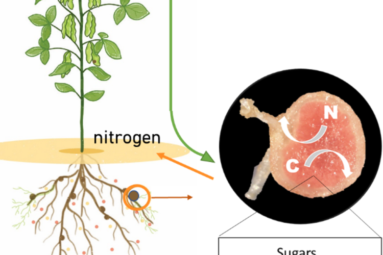 Molecular regulation of the soybean-rhizobia symbiosis