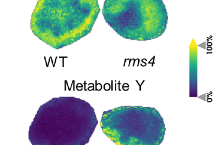 Molecular regulation of the soybean-rhizobia symbiosis