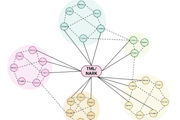 Molecular regulation of the soybean-rhizobia symbiosis