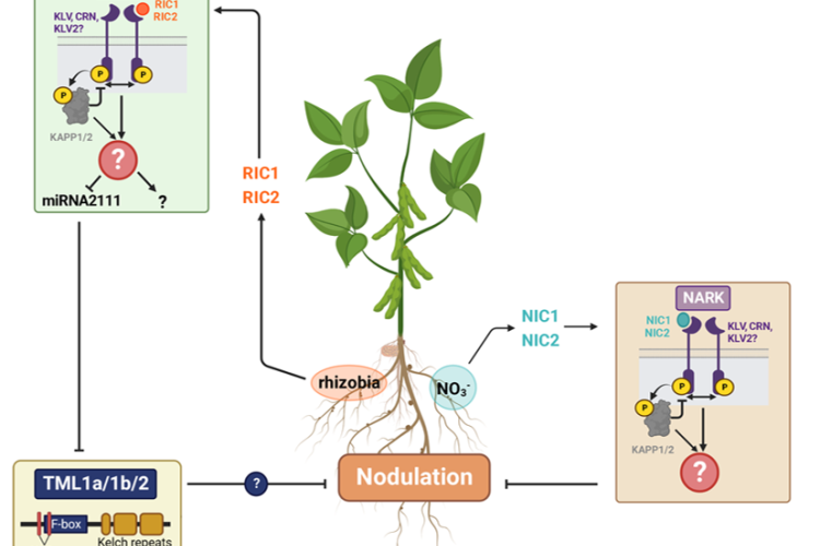 Molecular regulation of the soybean-rhizobia symbiosis