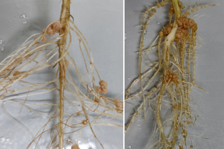 Molecular regulation of the soybean-rhizobia symbiosis