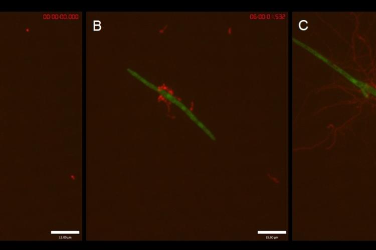 Figure 4. RFP-labelled biocontrol agent (Streptomyces; red) interacting with GFP-labelled Fusarium graminearum (green) strain in vitro. (A) 0 hours post inoculation, (B) 6 hours post inoculation, (C) 14 hours post inoculation. Scale bar 15 µm.