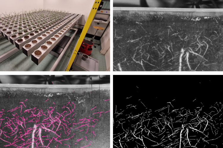 Figure 3. Using the ‘Rhizoline’ phenotyping platform, plant roots can be identified and analyzed via in-house image segmentation scripts.