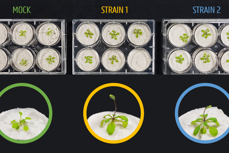 Figure 2. Arabidopsis inoculated with Streptomyces strains. Streptomyces treatment enhanced biomass and accelerated flowering. 