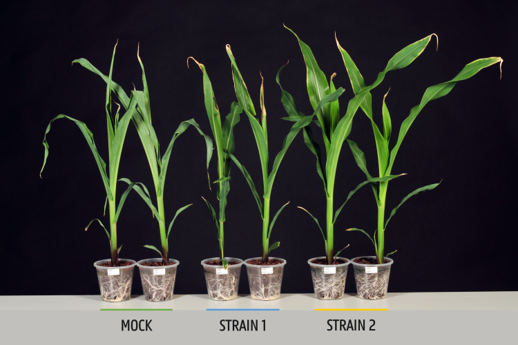 Figure 1. Maize grown under drought stress conditions. Left two pots are (mock) control plants. Middle two pots and right two pots were inoculated with Streptomyces strains.