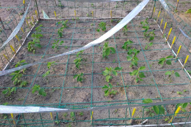 Example of a citizen garden growing soybean