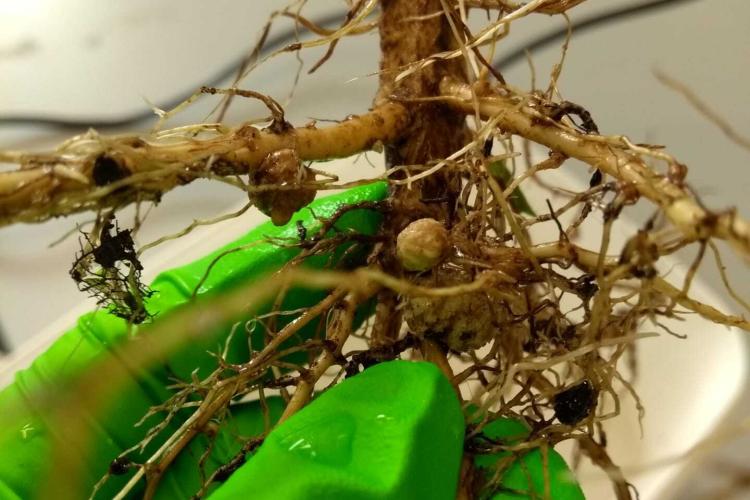 Nodules on roots of a soybean plant grown in one of the gardens