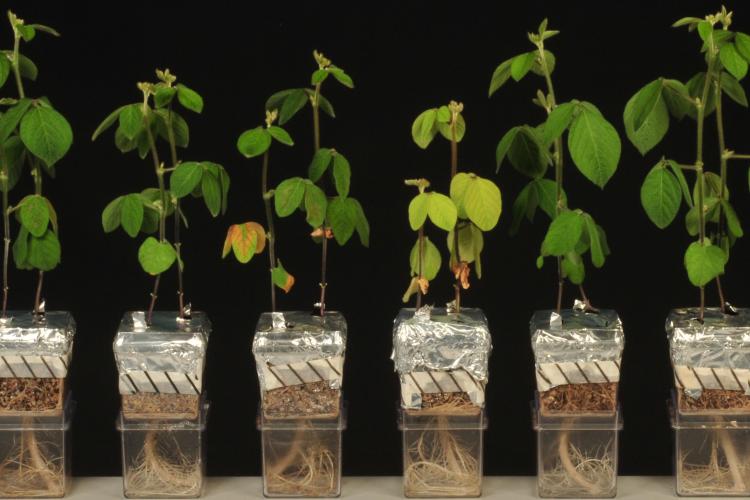 Testing of the rhizobia strains in pots