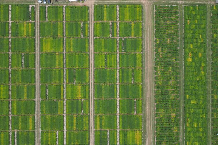 A drone overview of the soybean fields.