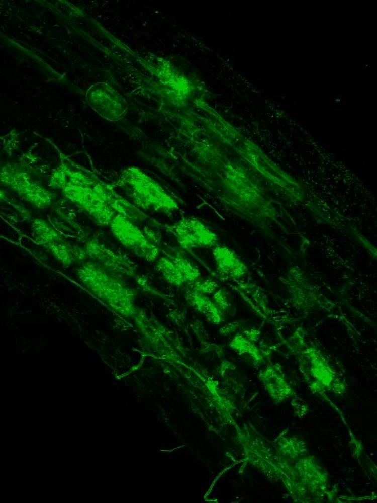 Arbuscular mycorrhizal fungi