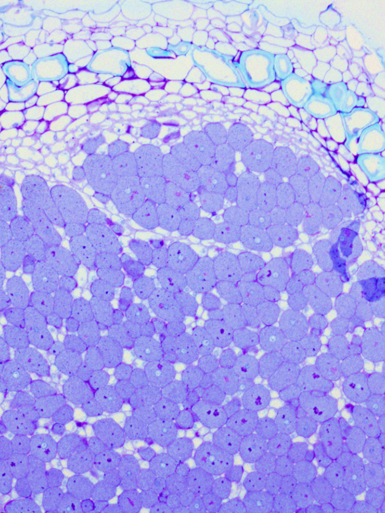 Climate-adapted rhizobia bacteria