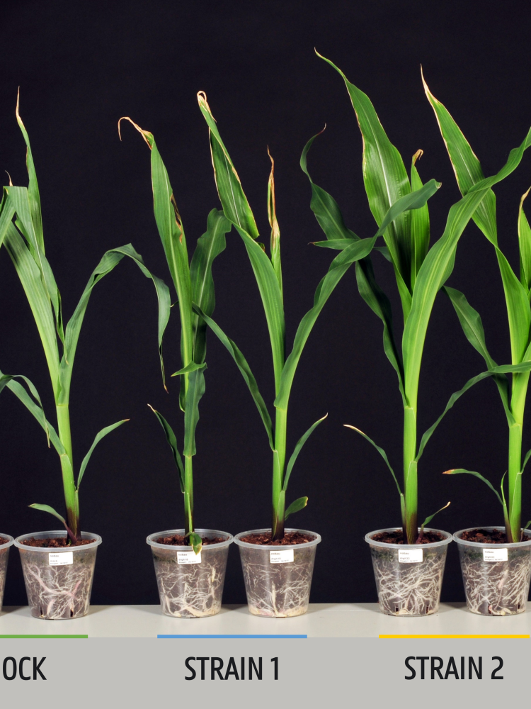 Plant growth promoting rhizobacteria